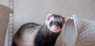 patologie furetto