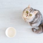 Almo Nature gatto
