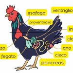 apparato digerente uccello
