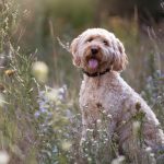 cani forasacchi