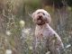 cani forasacchi