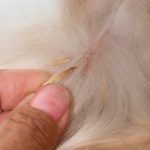 forasacchi pelo cane