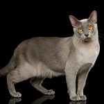 Gatto razza burmese