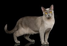 Gatto razza burmese