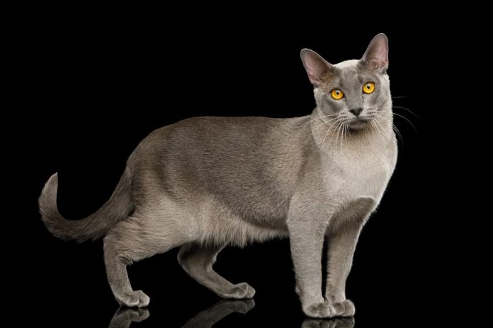 Gatto razza burmese Gatto razza burmese