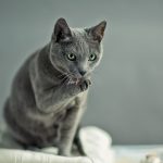 Toelettatura del gatto