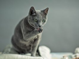 Toelettatura del gatto