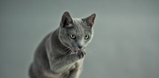 Toelettatura del gatto