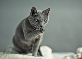 Toelettatura del gatto