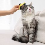 Toelettatura del gatto spazzola