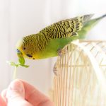 alimentazione parrocchetto