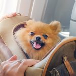 animali cabina aereo