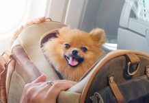 animali cabina aereo