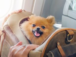 animali cabina aereo