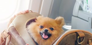animali cabina aereo