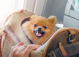 animali cabina aereo