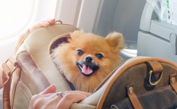 animali cabina aereo