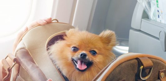 animali cabina aereo