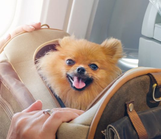 animali cabina aereo