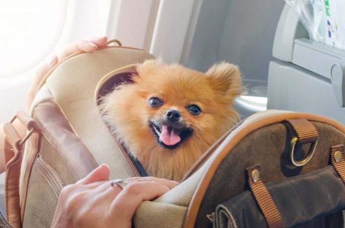 animali cabina aereo animali cabina aereo
