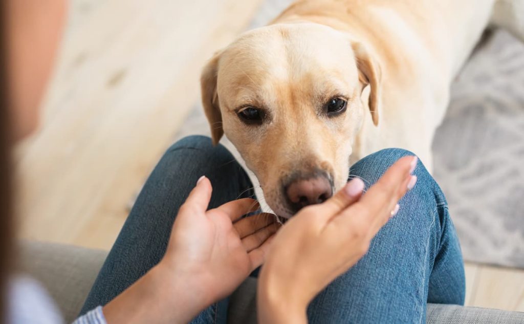 cane annusa mano
