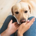 cane annusa mano