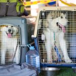 cani trasportino aereo