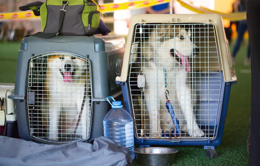 cani trasportino aereo