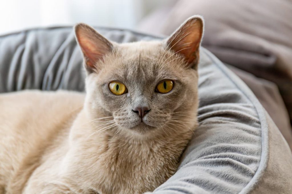 carattere burmese