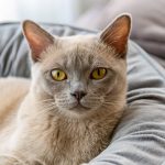carattere burmese