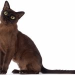 caratteristiche gatto burmese