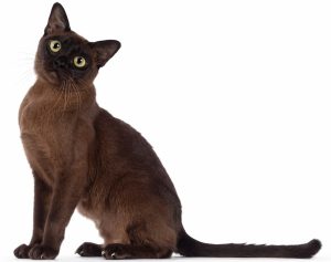 caratteristiche gatto burmese