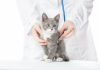 cliniche veterinarie cat friendly