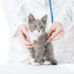 cliniche veterinarie cat friendly