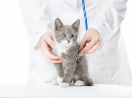 cliniche veterinarie cat friendly
