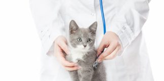 cliniche veterinarie cat friendly