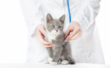 cliniche veterinarie cat friendly