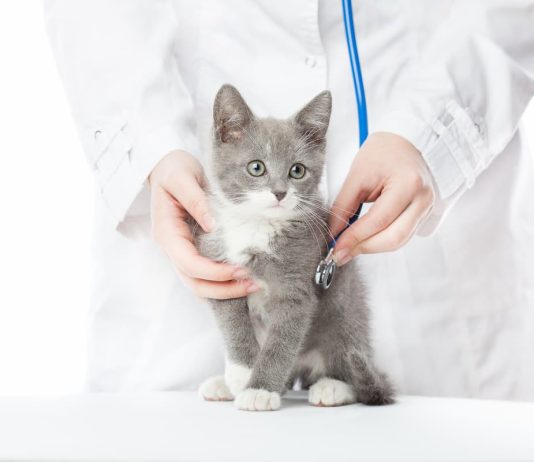 cliniche veterinarie cat friendly