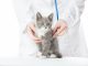 cliniche veterinarie cat friendly