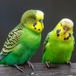 coppia parrocchetto ondulato