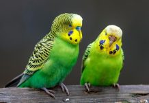 coppia parrocchetto ondulato