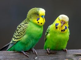 coppia parrocchetto ondulato
