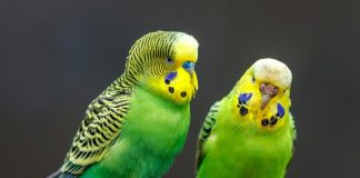 coppia parrocchetto ondulato