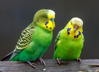 coppia parrocchetto ondulato