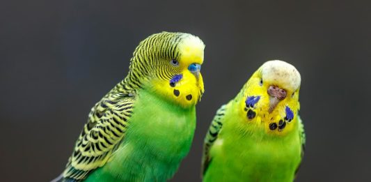 coppia parrocchetto ondulato