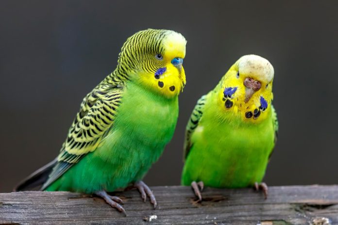 coppia parrocchetto ondulato coppia parrocchetto ondulato