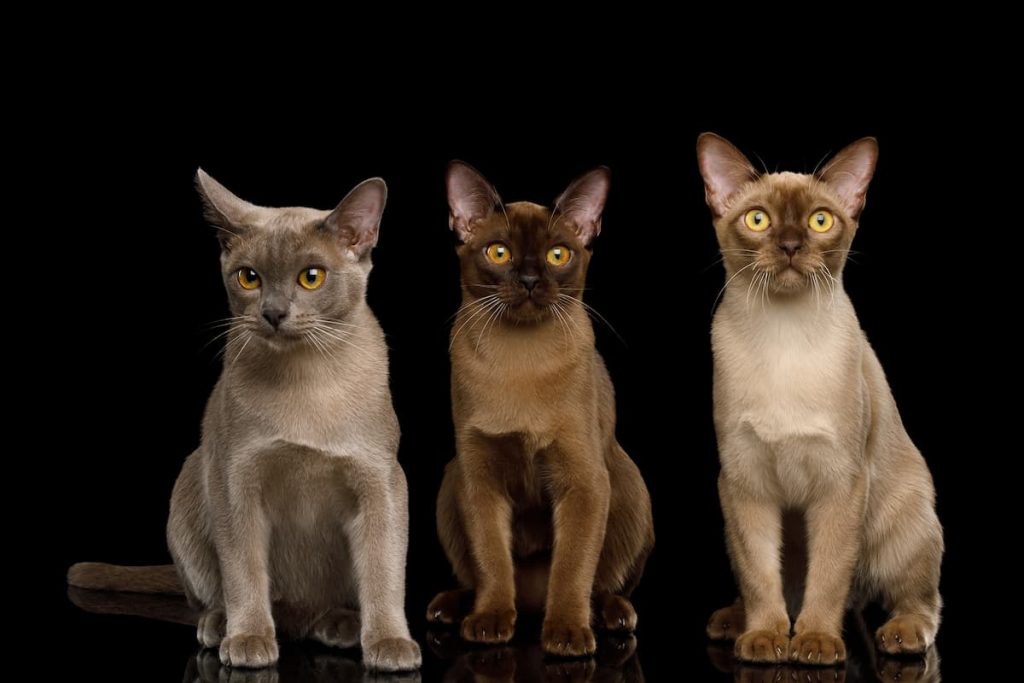 gatti razza burmese