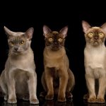 gatti razza burmese