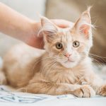 gatto accarezzato