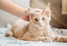 gatto accarezzato